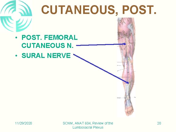 CUTANEOUS, POST. • POST. FEMORAL CUTANEOUS N. • SURAL NERVE 11/29/2020 SCNM, ANAT 604,