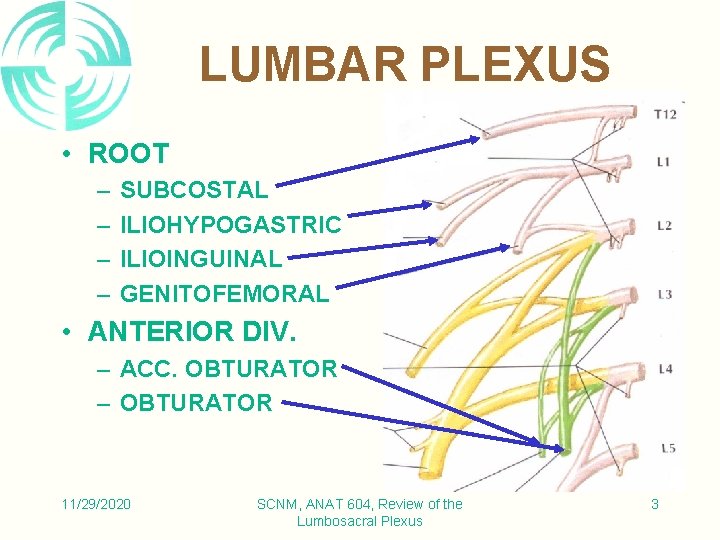 LUMBAR PLEXUS • ROOT – – SUBCOSTAL ILIOHYPOGASTRIC ILIOINGUINAL GENITOFEMORAL • ANTERIOR DIV. –