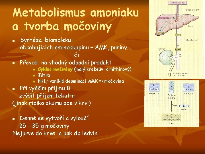 Metabolismus amoniaku a tvorba močoviny n n Syntéza biomolekul obsahujících aminoskupinu – AMK, puriny…