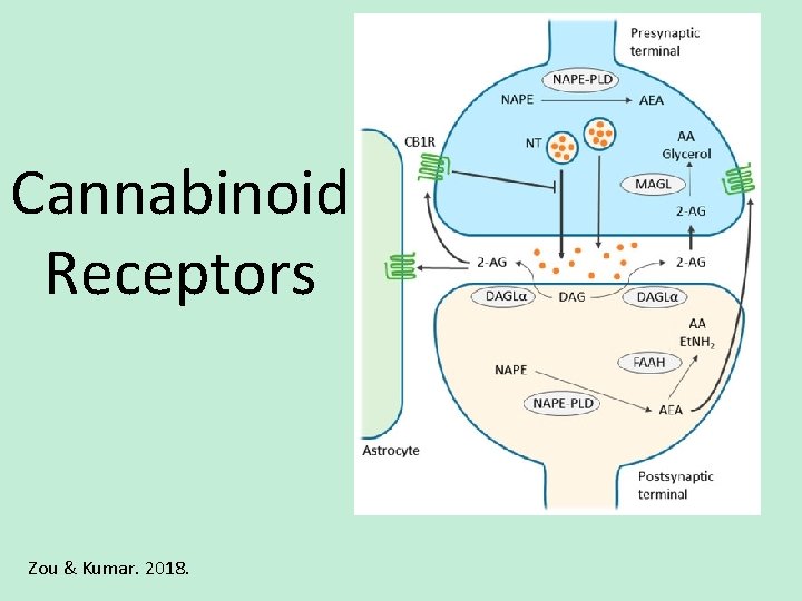 Cannabinoid Receptors Zou & Kumar. 2018. 