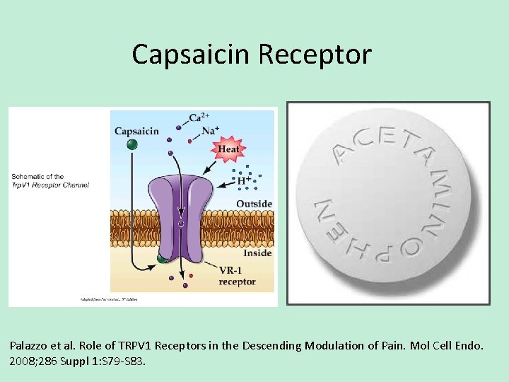 Capsaicin Receptor Palazzo et al. Role of TRPV 1 Receptors in the Descending Modulation