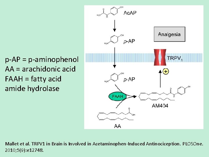 p-AP = p-aminophenol AA = arachidonic acid FAAH = fatty acid amide hydrolase Mallet