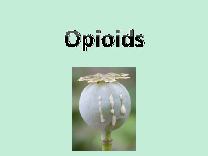 Opioids 