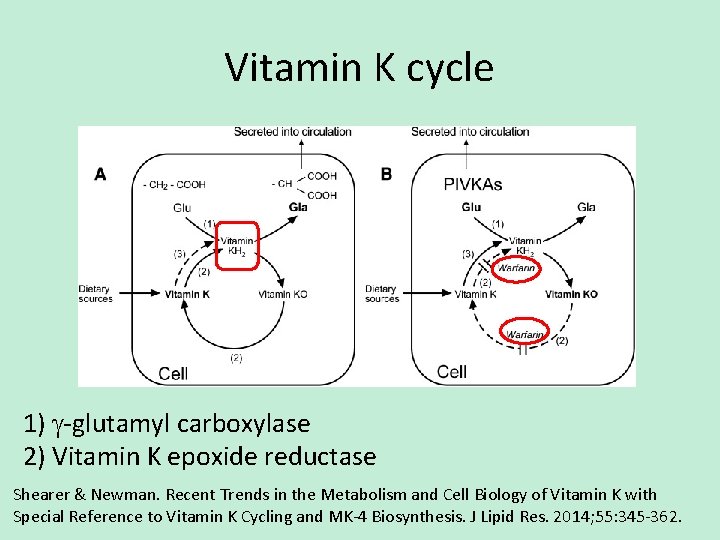Vitamin K cycle 1) g-glutamyl carboxylase 2) Vitamin K epoxide reductase Shearer & Newman.