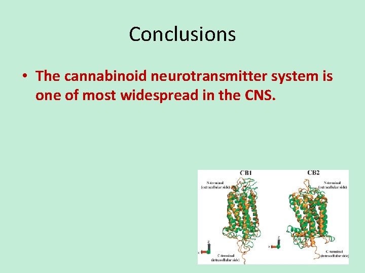 Conclusions • The cannabinoid neurotransmitter system is one of most widespread in the CNS.