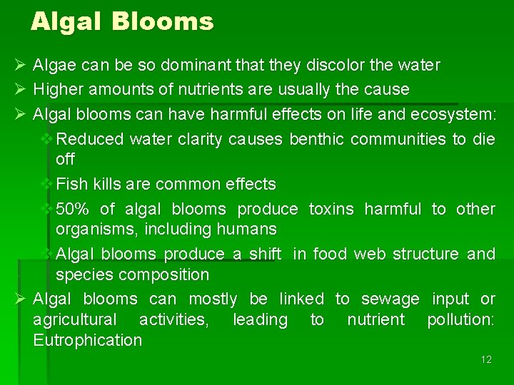 Algal Blooms Ø Algae can be so dominant that they discolor the water Ø