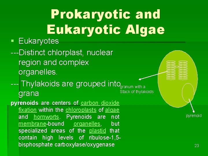 Prokaryotic and Eukaryotic Algae § Eukaryotes ---Distinct chlorplast, nuclear region and complex organelles. ---