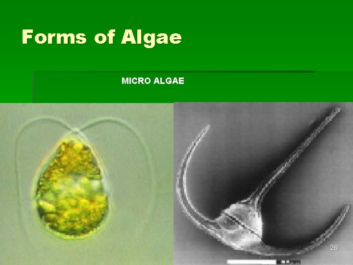 Forms of Algae MICRO ALGAE 26 