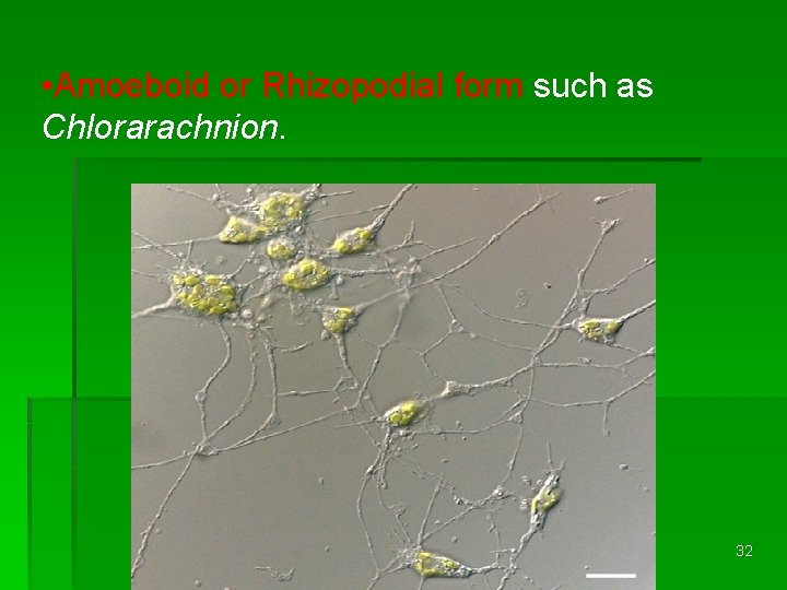  • Amoeboid or Rhizopodial form such as Chlorarachnion. 32 