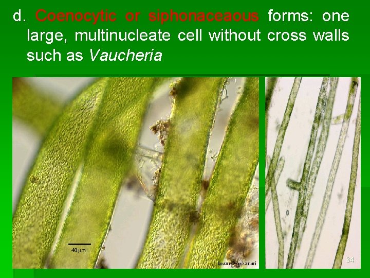 d. Coenocytic or siphonaceaous forms: one large, multinucleate cell without cross walls such as