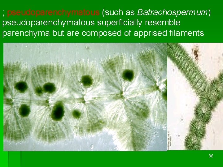 ; pseudoparenchymatous (such as Batrachospermum) pseudoparenchymatous superficially resemble parenchyma but are composed of apprised