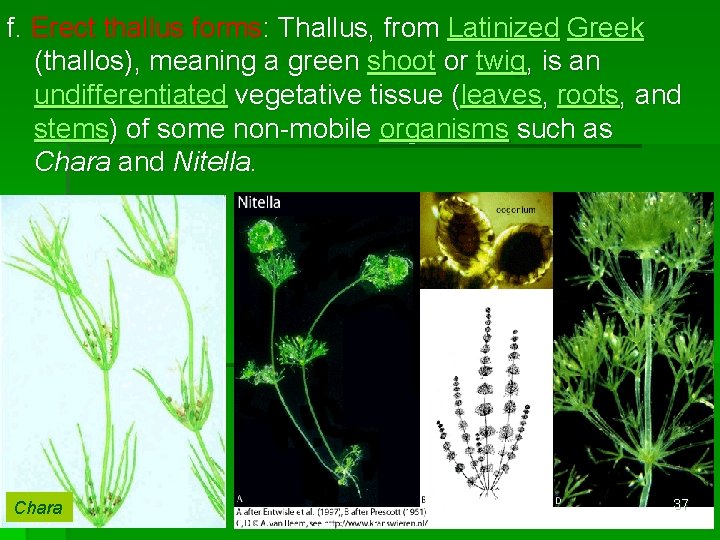 f. Erect thallus forms: Thallus, from Latinized Greek (thallos), meaning a green shoot or