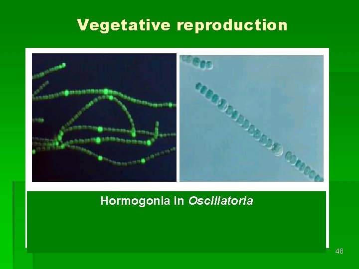 Vegetative reproduction Hormogonia in Oscillatoria 48 