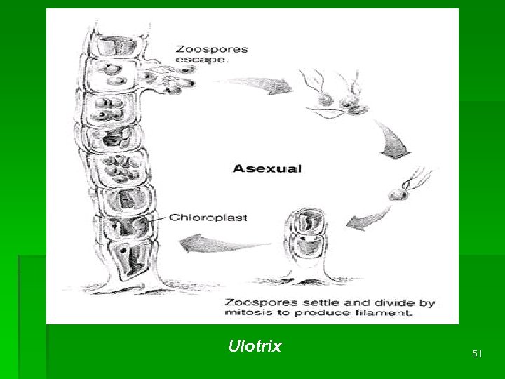 Ulotrix 51 