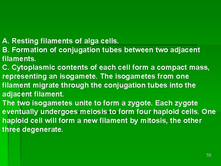 A. Resting filaments of alga cells. B. Formation of conjugation tubes between two adjacent