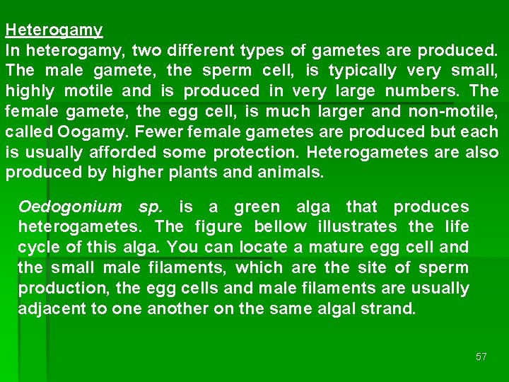 Heterogamy In heterogamy, two different types of gametes are produced. The male gamete, the