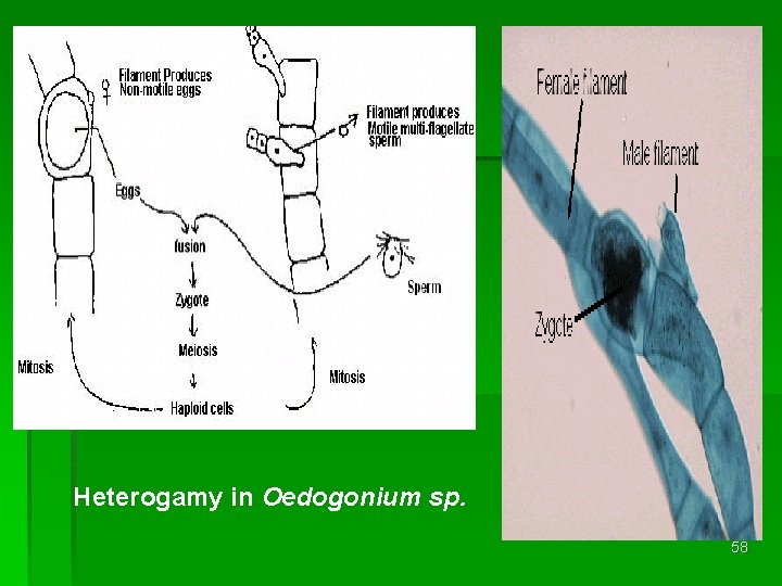 Heterogamy in Oedogonium sp. 58 