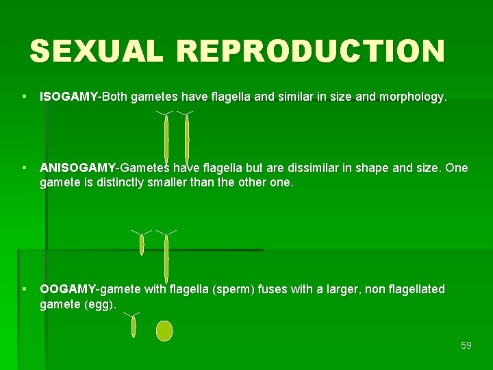SEXUAL REPRODUCTION § ISOGAMY-Both gametes have flagella and similar in size and morphology. §