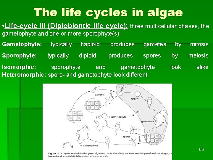 The life cycles in algae • Life-cycle III (Diplobiontic life cycle): three multicellular phases,