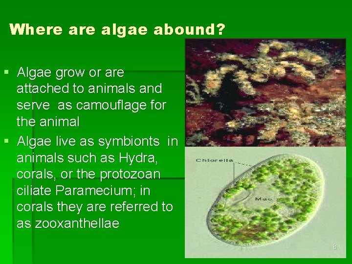 Where algae abound? § Algae grow or are attached to animals and serve as