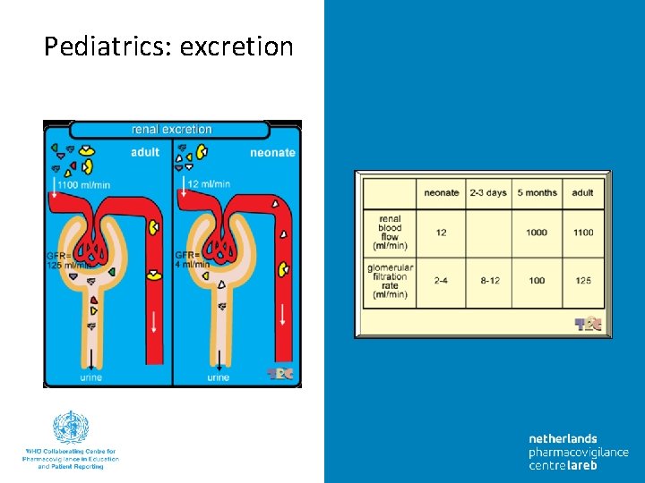 Pediatrics: excretion 