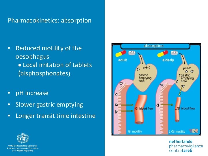 Pharmacokinetics: absorption • Reduced motility of the oesophagus Local irritation of tablets (bisphonates) •