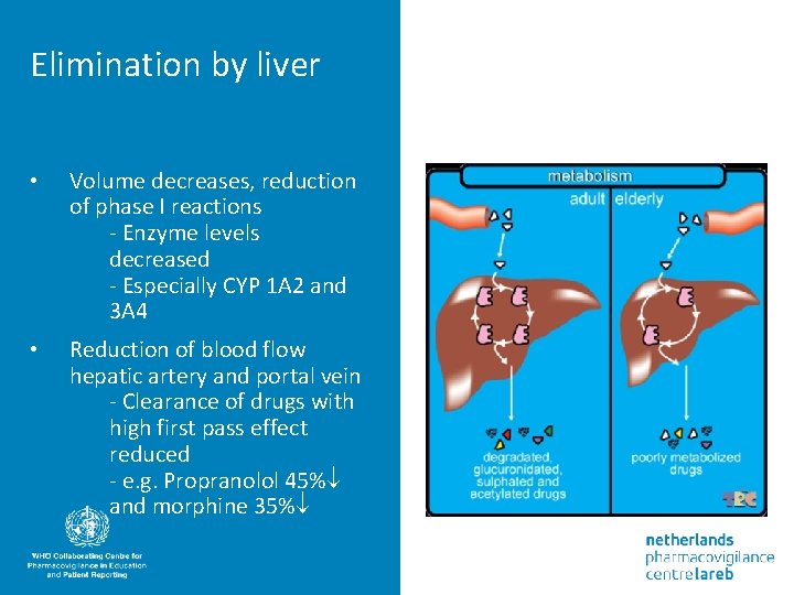 Elimination by liver • Volume decreases, reduction of phase I reactions - Enzyme levels