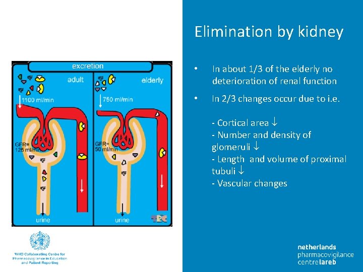 Elimination by kidney • In about 1/3 of the elderly no deterioration of renal