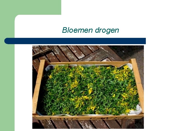 Bloemen drogen 