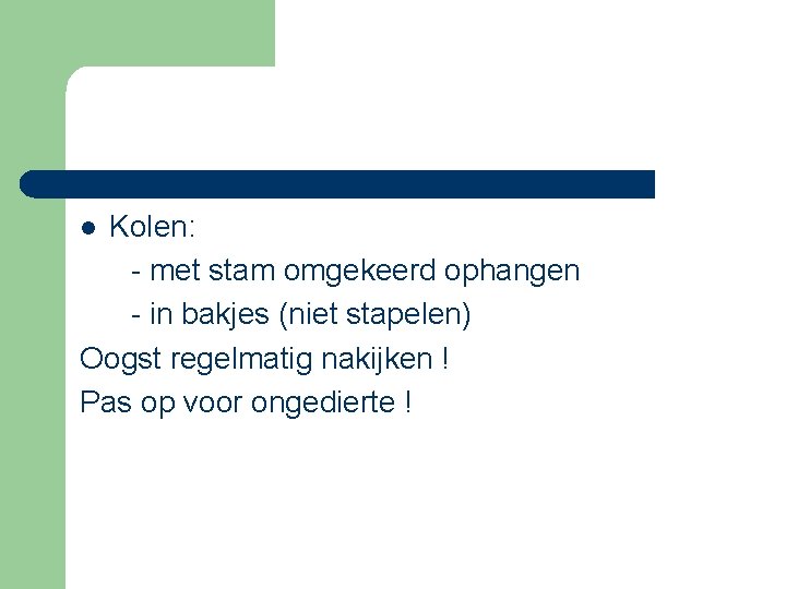 Kolen: - met stam omgekeerd ophangen - in bakjes (niet stapelen) Oogst regelmatig nakijken