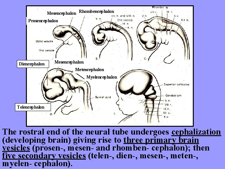 Mesencephalon Rhombencephalon Prosencephalon Diencephalon Mesencephalon Metencephalon Myelencephalon The rostral end of the neural tube
