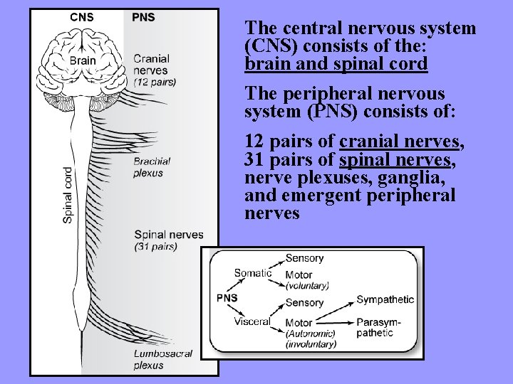 The central nervous system (CNS) consists of the: brain and spinal cord The peripheral