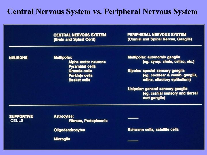 Central Nervous System vs. Peripheral Nervous System 