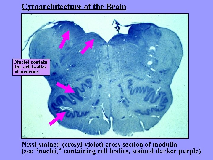 Cytoarchitecture of the Brain Nuclei contain the cell bodies of neurons Nissl-stained (cresyl-violet) cross