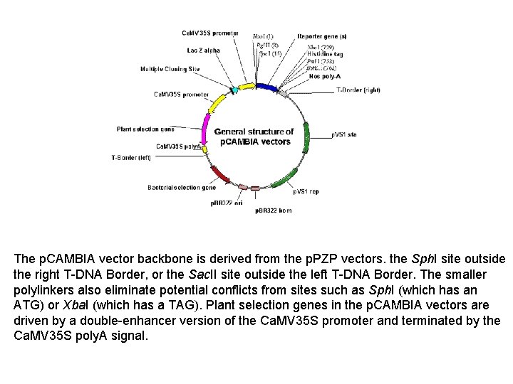 The p. CAMBIA vector backbone is derived from the p. PZP vectors. the Sph.