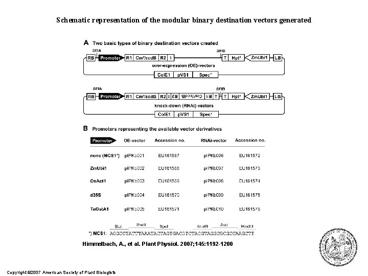 Schematic representation of the modular binary destination vectors generated Himmelbach, A. , et al.