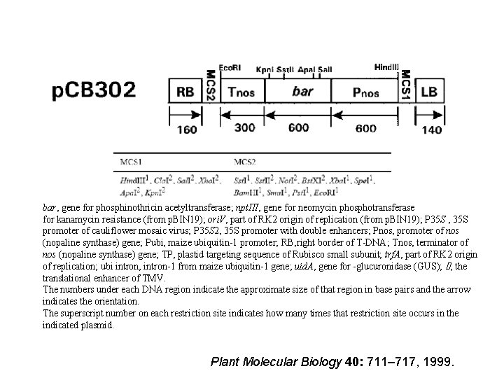 bar, gene for phosphinothricin acetyltransferase; npt. III, gene for neomycin phosphotransferase for kanamycin resistance