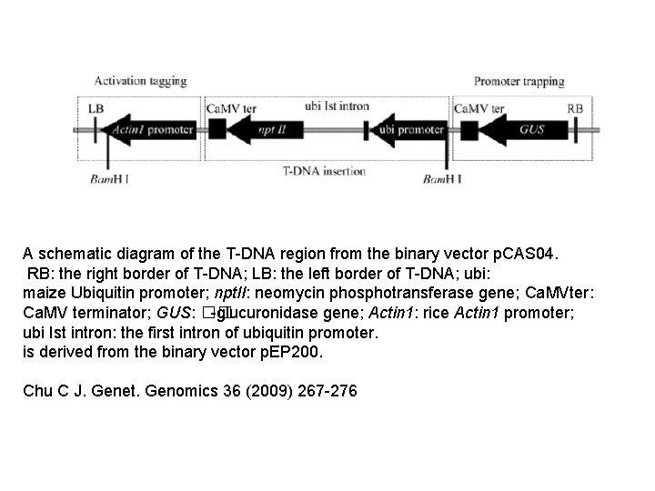 A schematic diagram of the T-DNA region from the binary vector p. CAS 04.