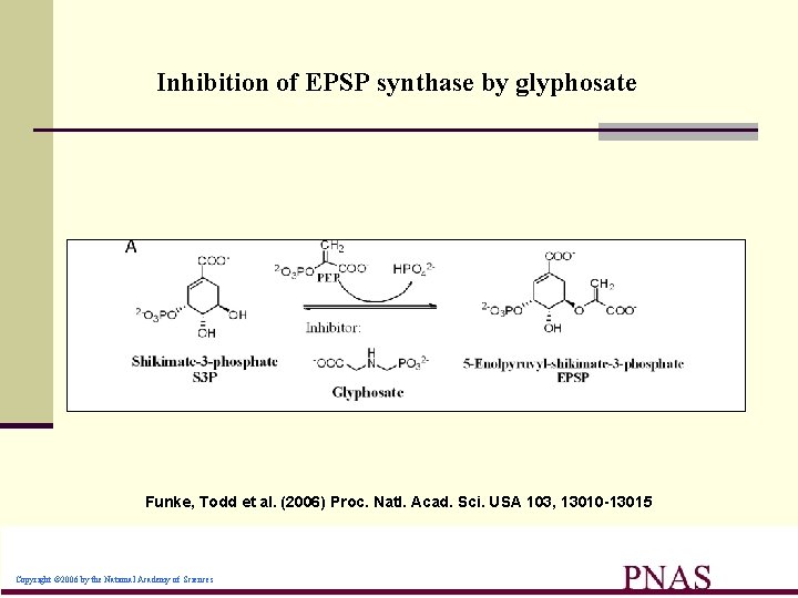 Inhibition of EPSP synthase by glyphosate Funke, Todd et al. (2006) Proc. Natl. Acad.