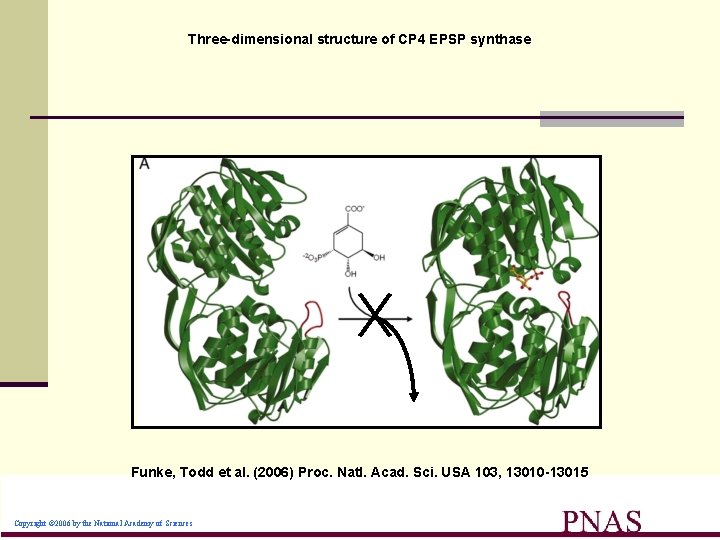 Three-dimensional structure of CP 4 EPSP synthase Funke, Todd et al. (2006) Proc. Natl.