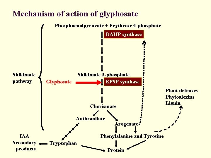 Mechanism of action of glyphosate Phosphoenolpyruvate + Erythrose 4 -phosphate DAHP synthase Shikimate pathway