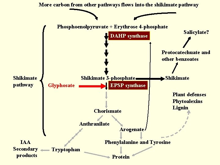 More carbon from other pathways flows into the shikimate pathway Phosphoenolpyruvate + Erythrose 4