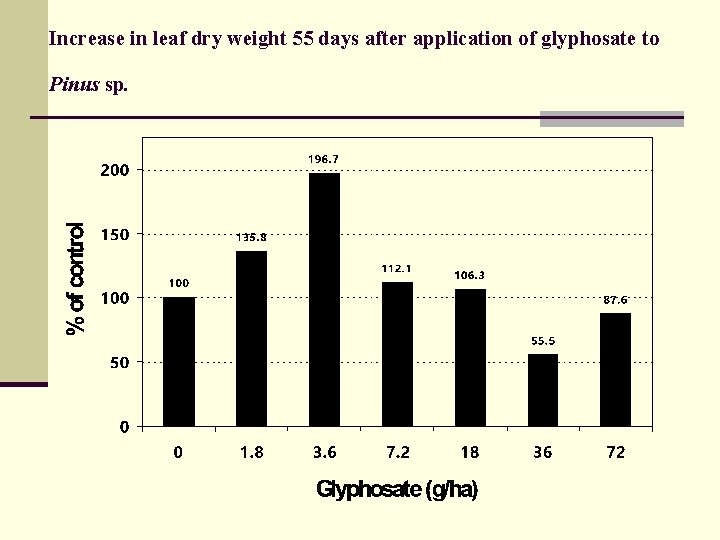 Increase in leaf dry weight 55 days after application of glyphosate to Pinus sp.