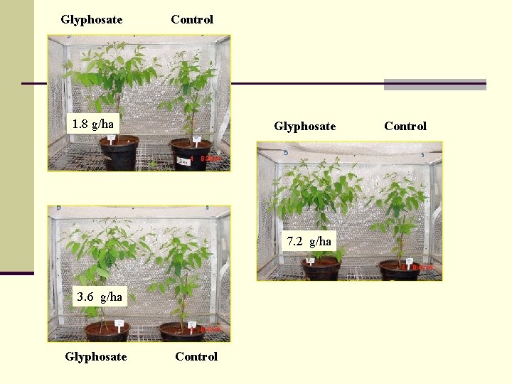 Glyphosate Control 1. 8 g/ha Glyphosate 7. 2 g/ha 3. 6 g/ha Glyphosate Control