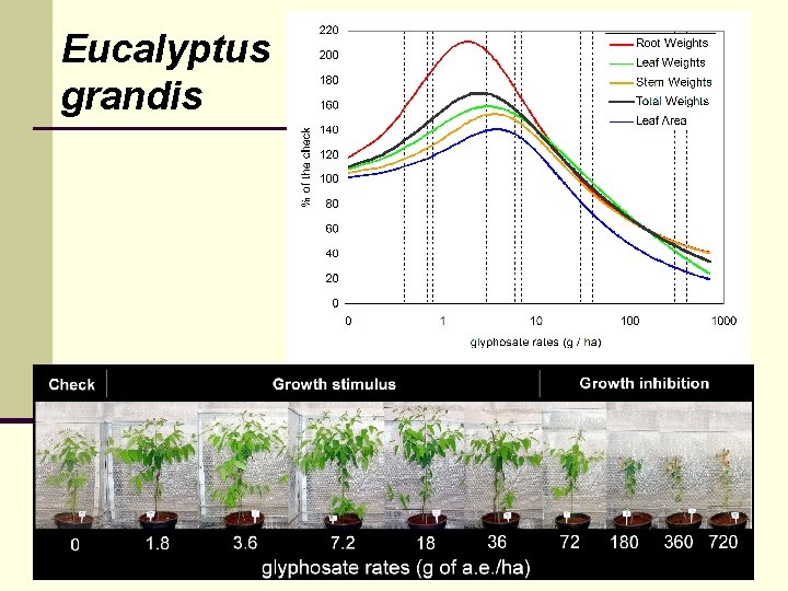 Eucalyptus grandis 