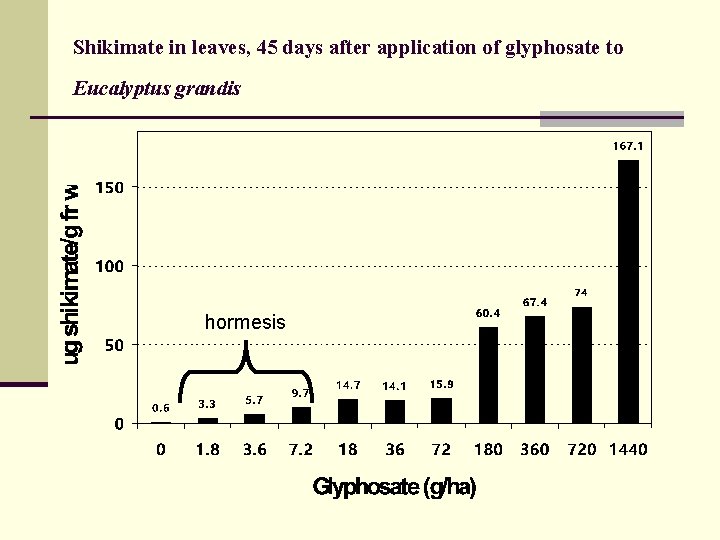 Shikimate in leaves, 45 days after application of glyphosate to Eucalyptus grandis hormesis 