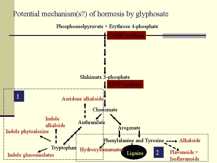 Potential mechanism(s? ) of hormesis by glyphosate Phosphoenolpyruvate + Erythrose 4 -phosphate DAHP synthase