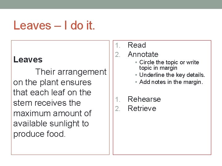 Leaves – I do it. Leaves Their arrangement on the plant ensures that each