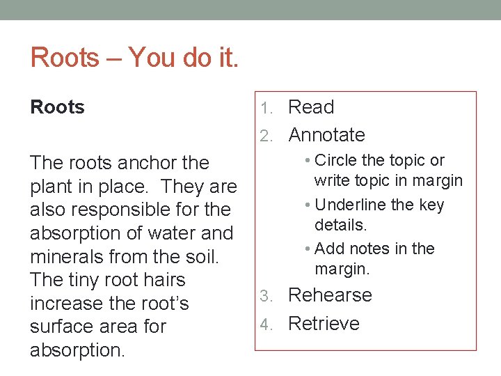 Roots – You do it. Roots The roots anchor the plant in place. They