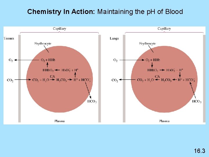 Chemistry In Action: Maintaining the p. H of Blood 16. 3 